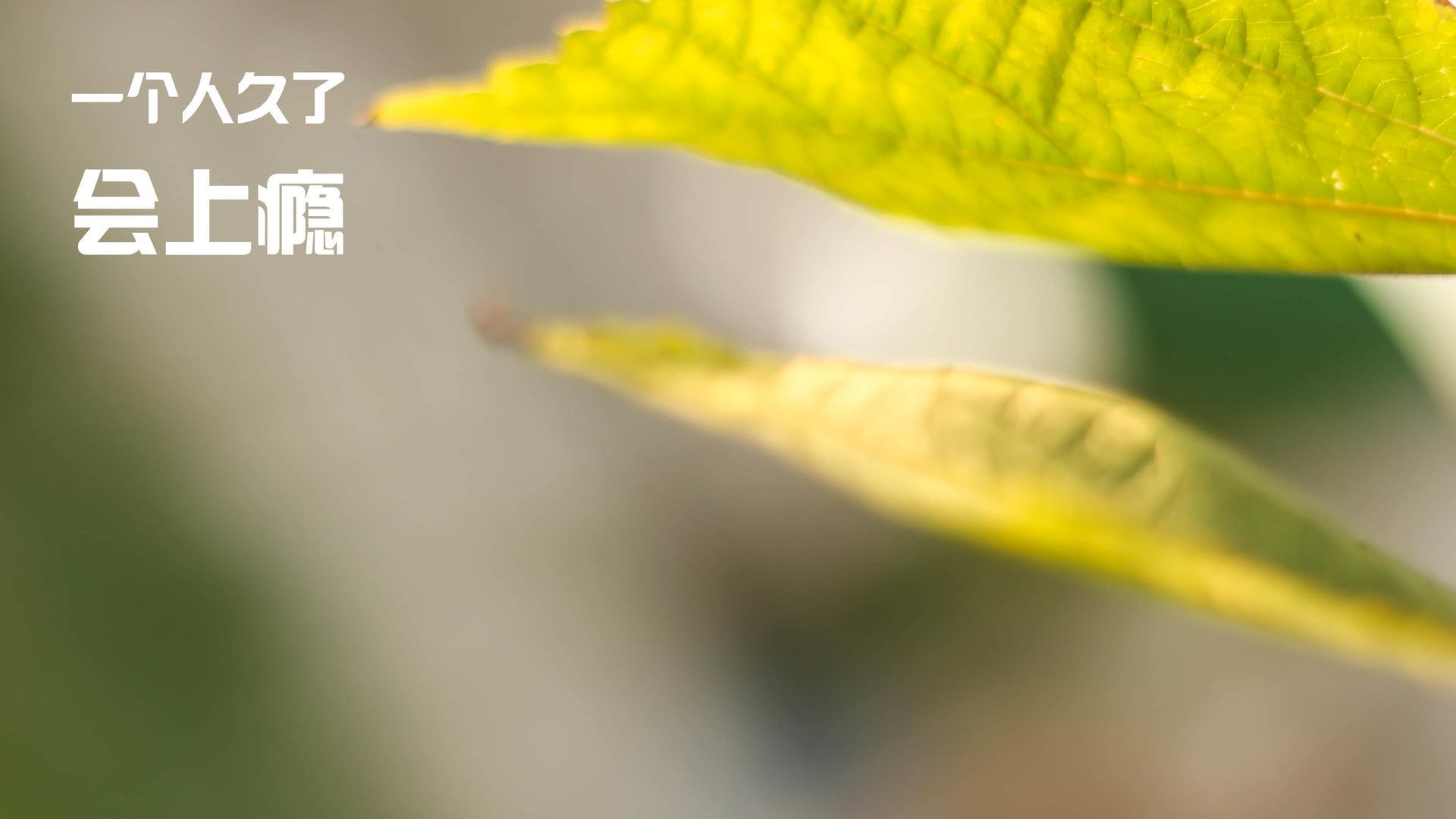 篮网全面压制活塞，贝恩统治级表现锁定全场最佳