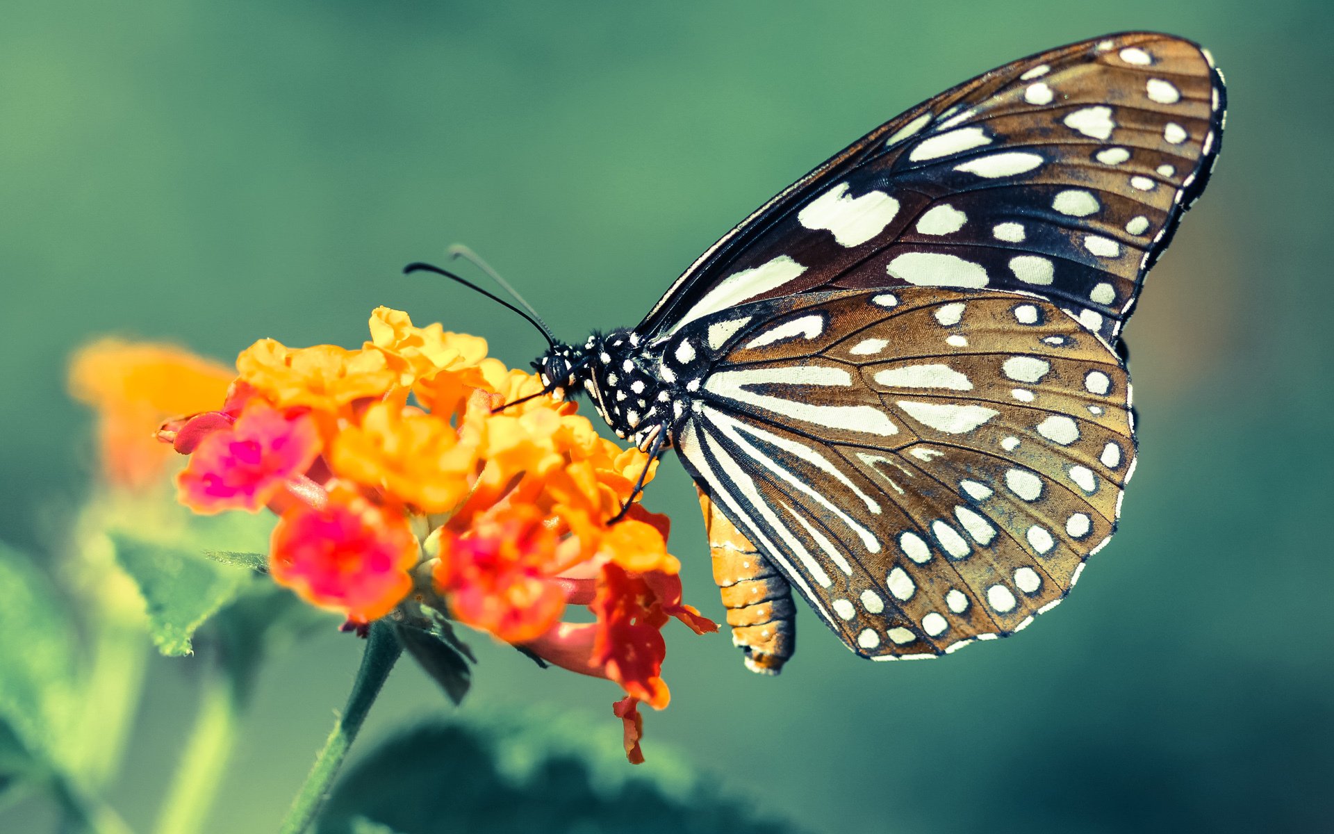 德罗赞独舞洛杉矶，当步行者防线在紫金浪潮前化为背景