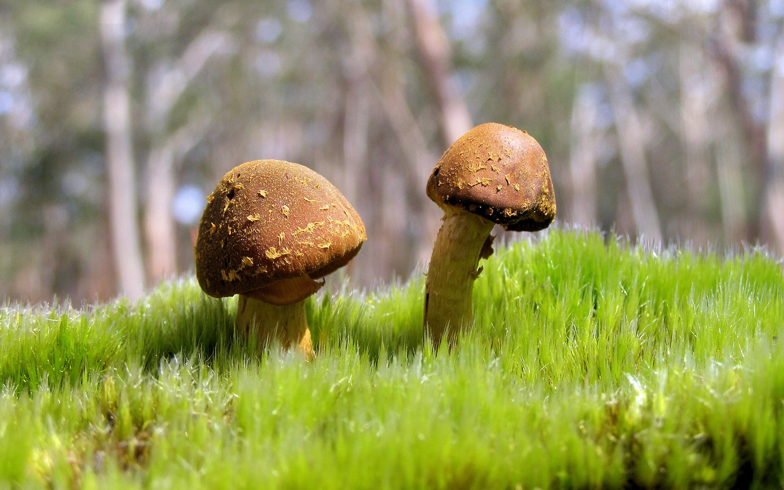 奥亚尔萨瓦尔爆发，南非制霸阿根廷背后的战术革命与足球新秩序