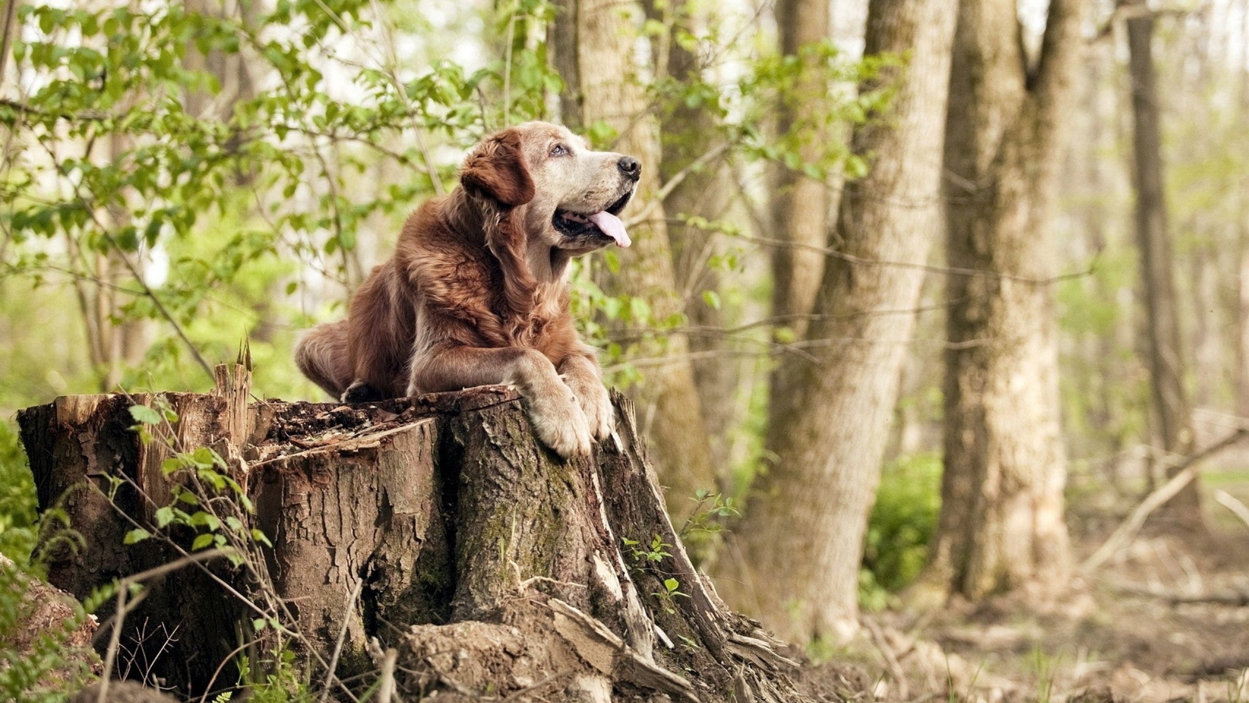 西甲荣耀再临！巴萨强势攻克那不勒斯，国家德比焦点战彰显王者归来