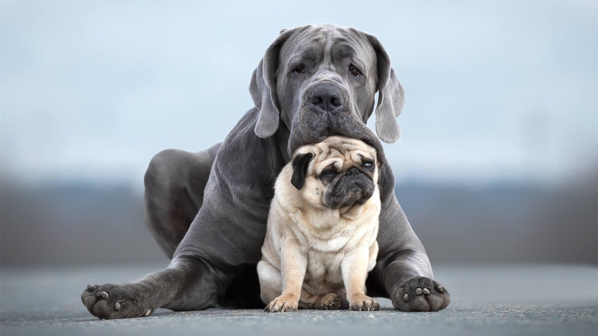 冰与火之歌，欧文完美演绎，吉林力克猛龙启示录